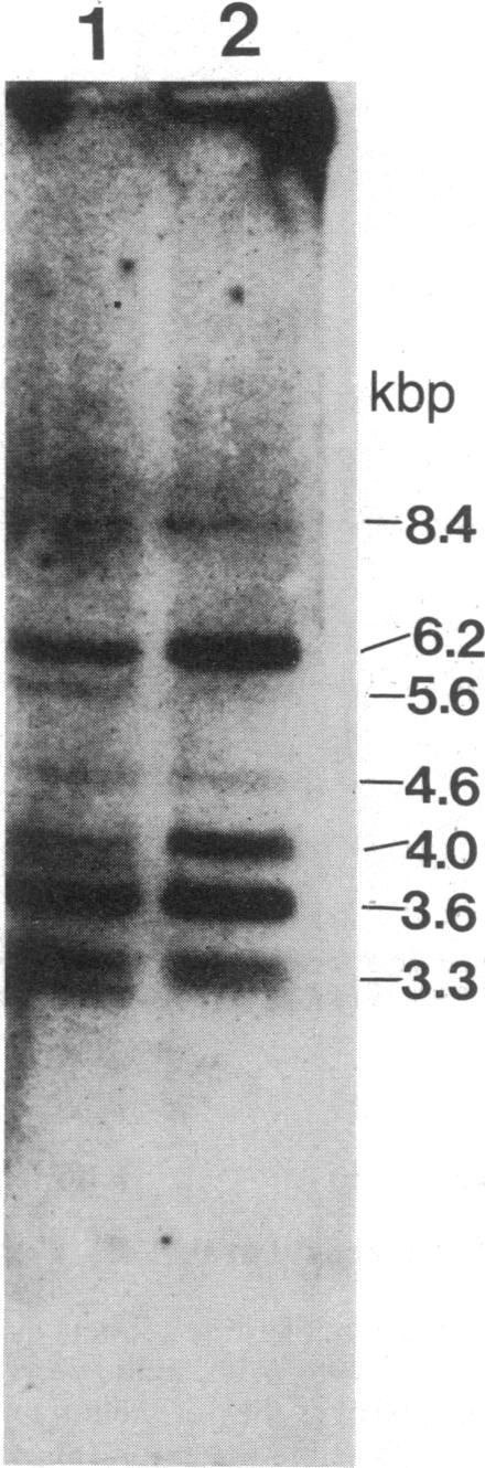 graphic file with name pnas00618-0290-a.jpg