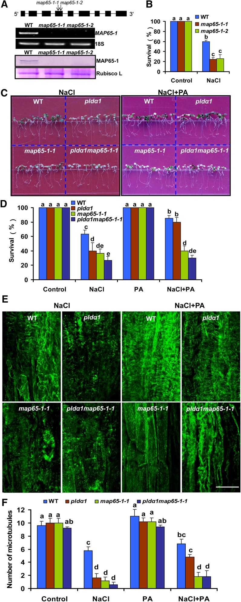 Figure 12.