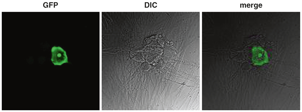 Fig. 2