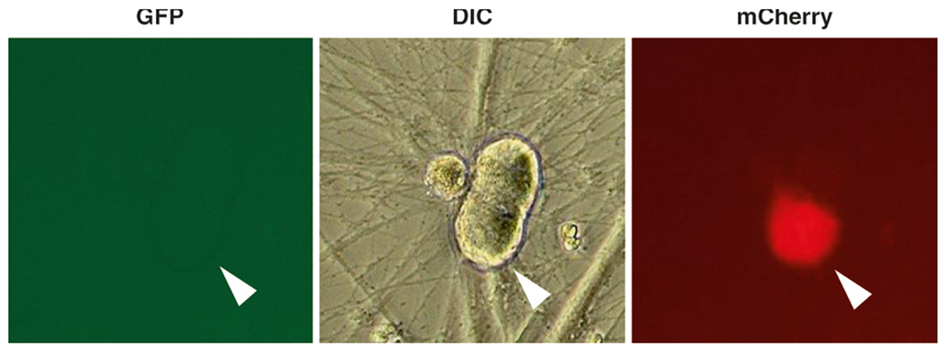 Fig. 3