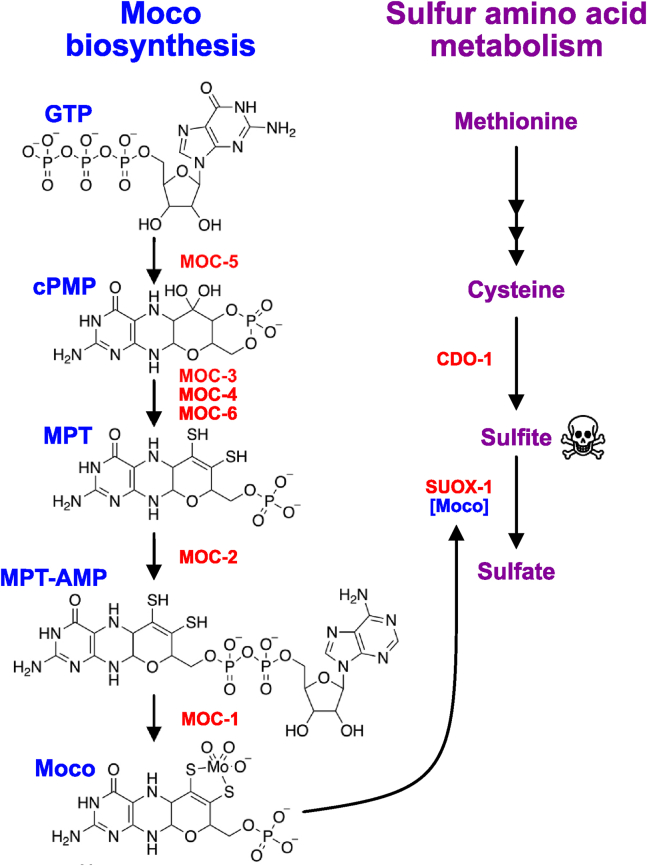 Figure 1