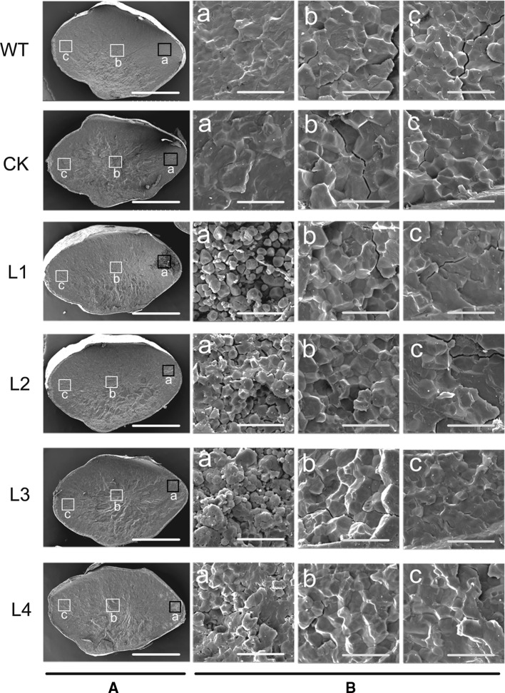 Fig. 8