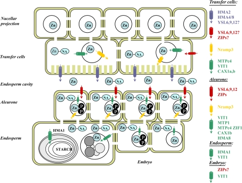 Fig. 6.