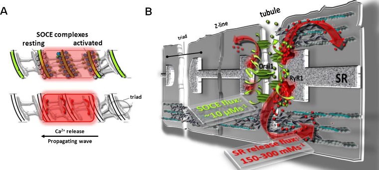Fig. 1a, b