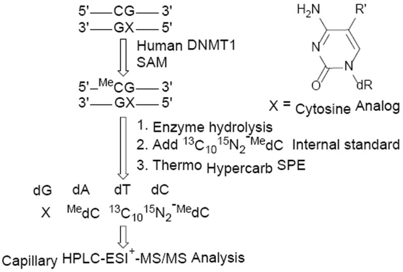 Scheme 4