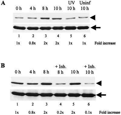 FIG. 7.