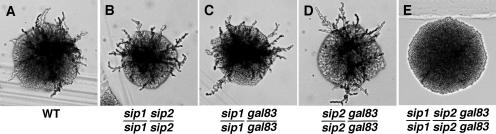 FIG. 4.