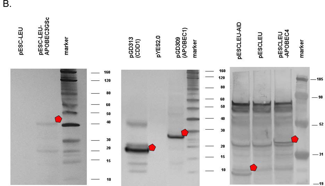 Fig. 5