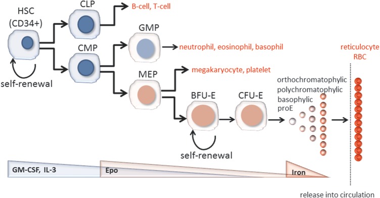 FIGURE 1: