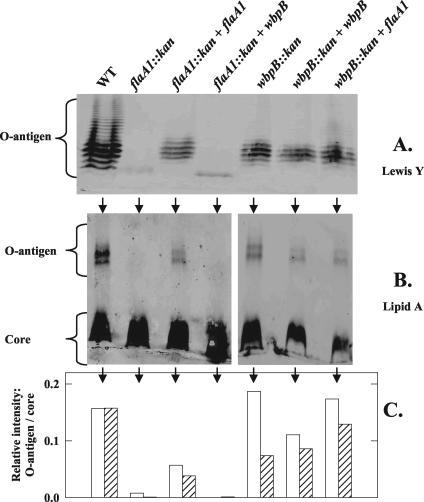 FIG. 5.