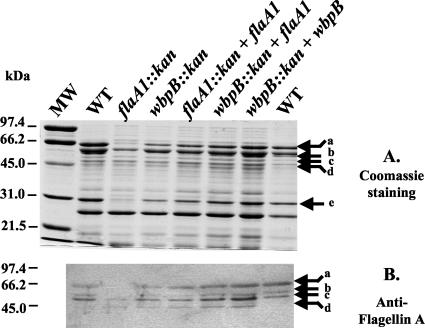 FIG. 9.