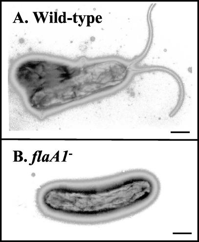 FIG. 8.