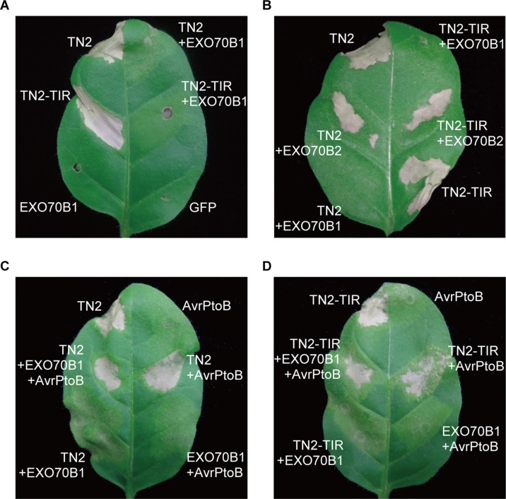 Figure 7