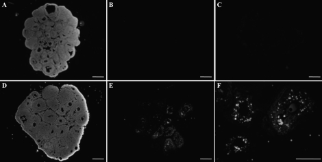 FIG. 8.