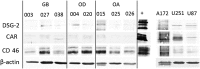 Supplementary Figure S4