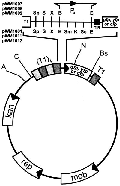 FIG. 1