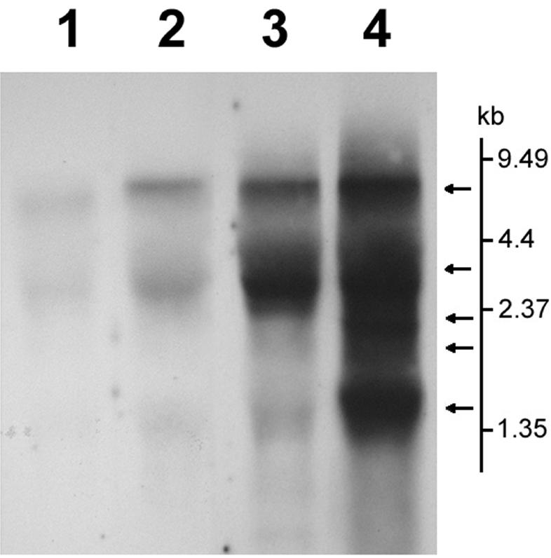 FIG. 6.