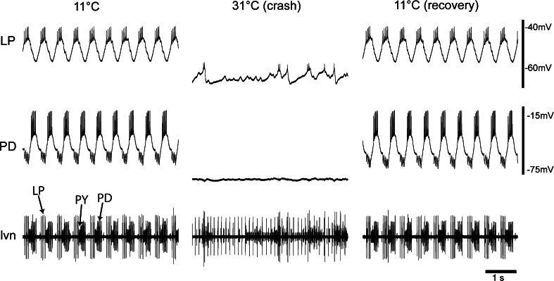 Fig. 1