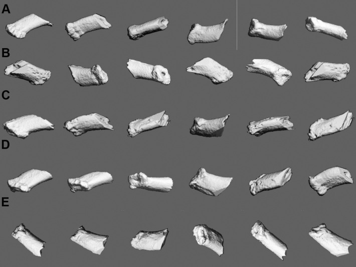 Figure 5. Mesiobuccal root in different experimental groups was imaged by micro-CT (VivaCT40, Scanco Medical AG, Bassersdorf, Switzerland). (A) Baseline. (B) Spring + no vibration. (C) Spring + 5-Hz vibration. (D) Spring + 10-Hz vibration. (E) Spring + 20-Hz vibration.