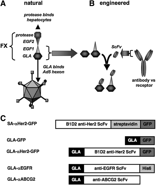 FIG. 1.