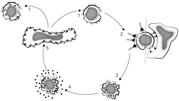 FIGURE 3