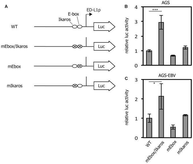 FIGURE 1