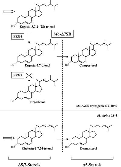 FIG. 4.