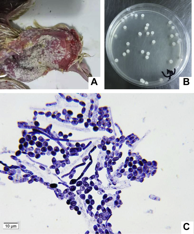 Figure 1