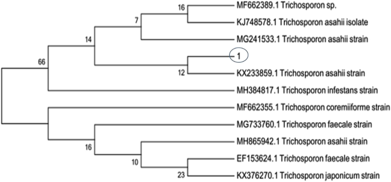 Figure 2