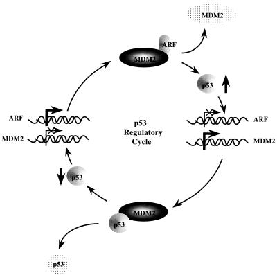 FIG. 10