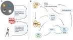 Figure 1. Circadian feedback loop and its correlation with cancer. (A) Nighttime light, waking up at night and eating late at night can increase the susceptibility to cancer. Morning and evening activ...