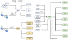 Figure 2. Mechanisms by which PER inhibits tumors. The PER gene interacts with various cancer–related genes and pathways to influence the development of cancer. miR, microRNA; PER, period circadian re...