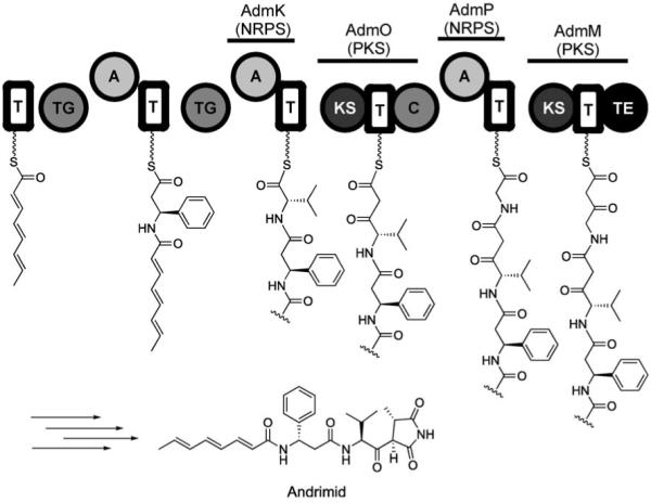 Figure 24