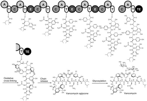 Figure 21