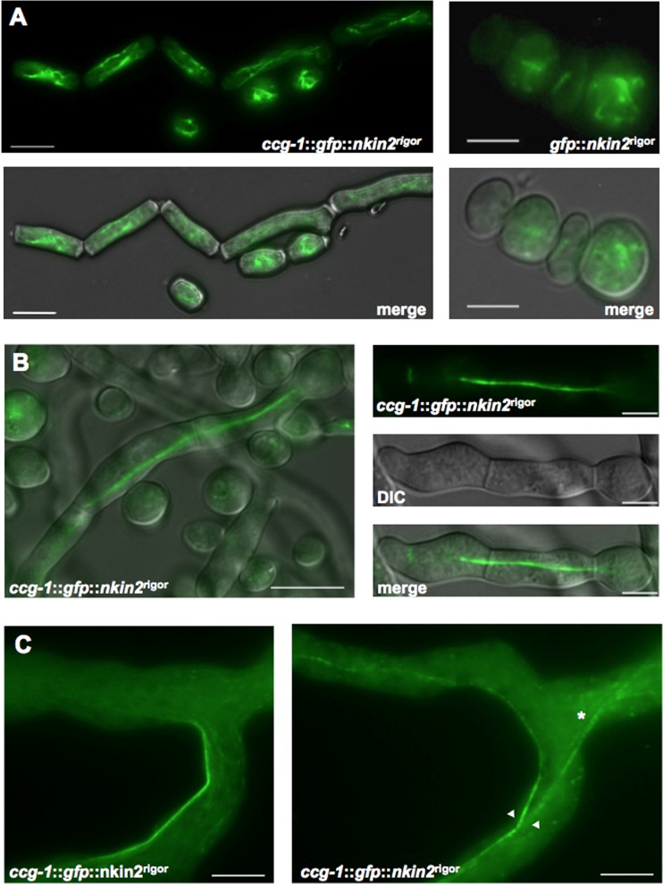 Fig 10