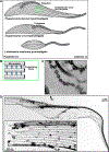 Figure 1, Key Figure.