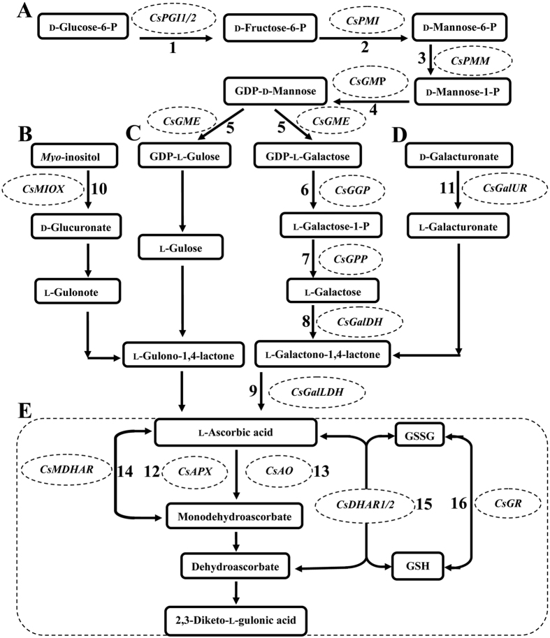 Figure 7