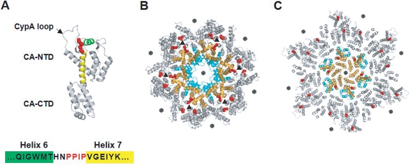 FIG 1