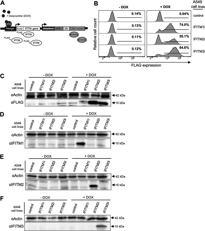 FIG 2