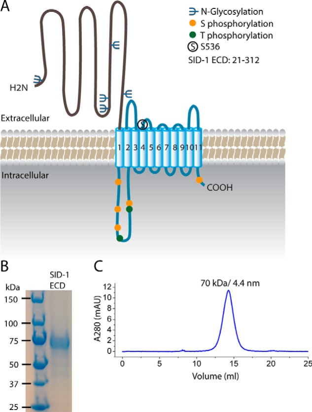 FIGURE 1.