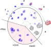 Fig 12