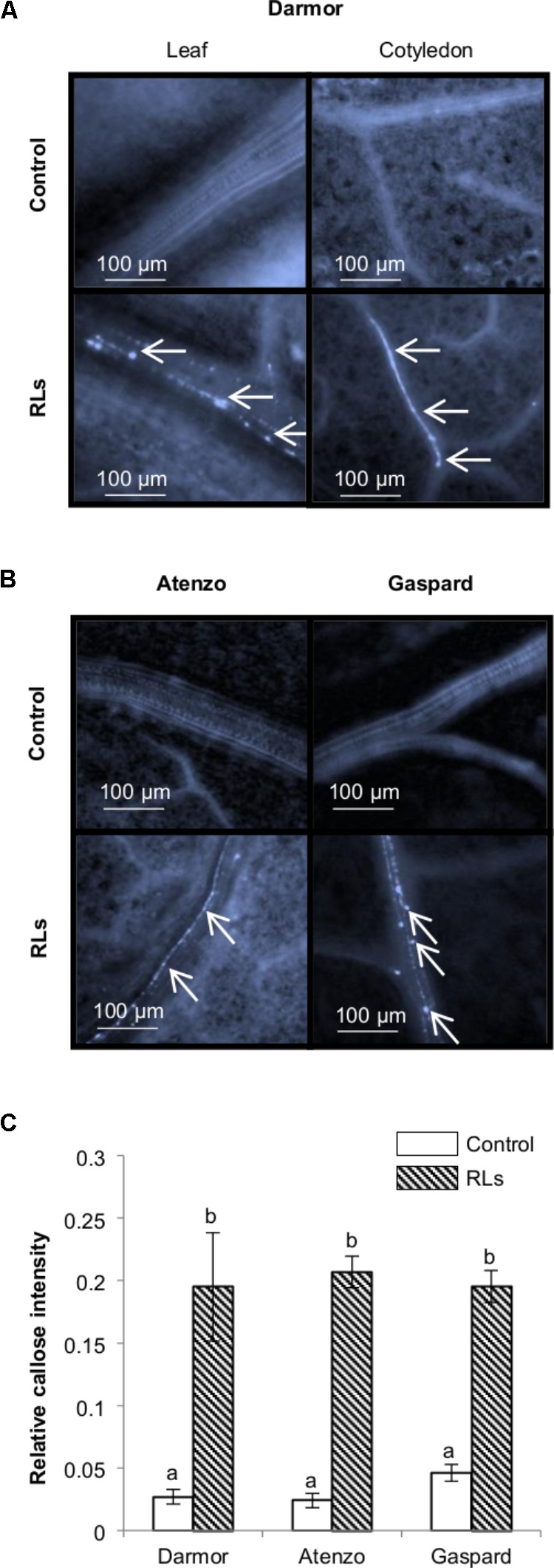 FIGURE 4