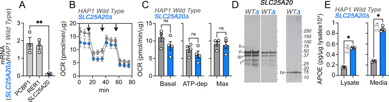 Figure 5—figure supplement 2.