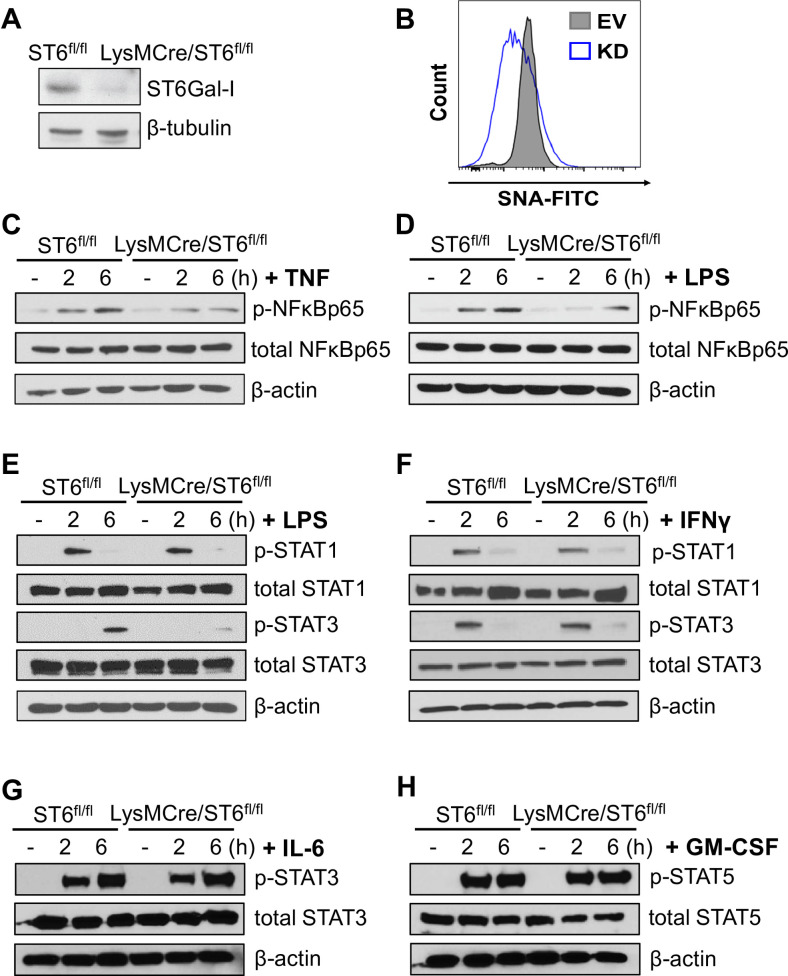 Fig 5