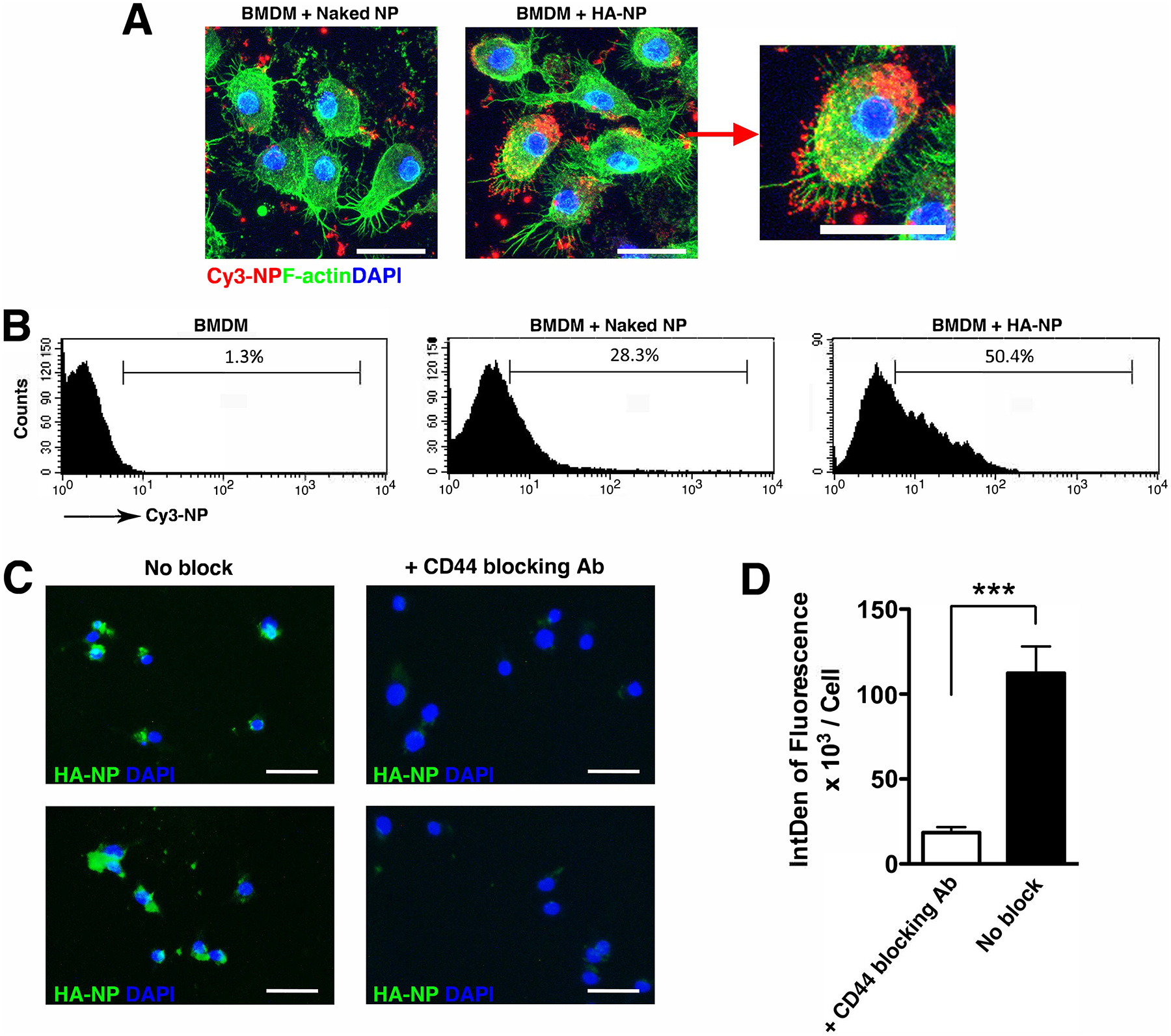 Peptide-siRNA nanoparticles targeting NF-κB p50 mitigate experimental ...