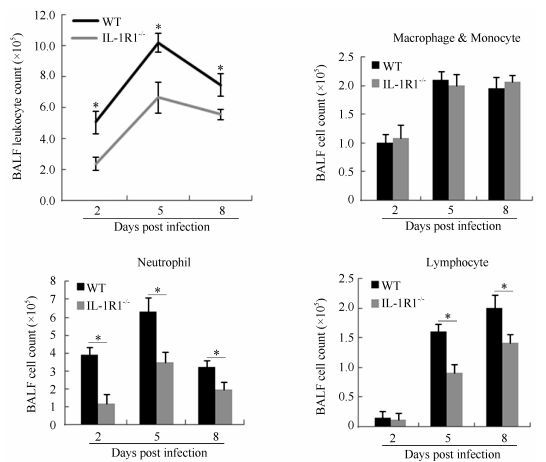 Lung BALF from infected WT and IL-1R1<sup>-/-</sup> mice was collected at the indicated post-infection time points. Total BALF leukocyte numbers were counted after dissolving red cells. Total numbers of macrophages/monocytes, neutrophils, and lymphocytes were determined by differential counts according to morphological criteria after cytospinning. Error bars represent the standard deviation of three samples. *: <italic>P</italic> < 0.05 based on Student's <italic>t</italic>-test.
