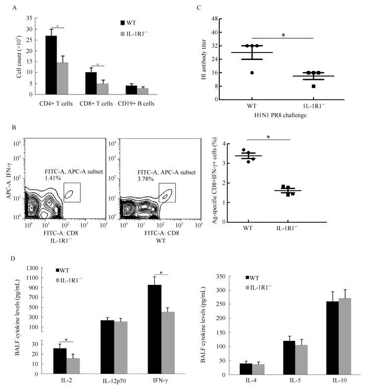 The BALF, serum, and lymphocytes from lung-draining mediastinal lymph nodes of infected mice were collected at 8 dpi. A: Numbers of CD4 T cells, CD8 T cells, and CD19 B cells in the BALF were determined by flow cytometry; B: Percentages of CD8+ and IFN-γ+ cells from the mediastinal lymph node lymphocytes were determined by flow cytometry; C: HI titers of serum against H1N1 A/PR/8 were evaluated; D: Cytokine levels of IL-2, IL-12p70, IFN-γ, IL-4, IL-5, and IL-10 in the BALF were determined by Bio-Plex Mouse Cytokine Th1/Th2 assay. Error bars represent the standard deviation of four samples. *: <italic>P</italic> < 0.05 based on Student's <italic>t</italic>-test.