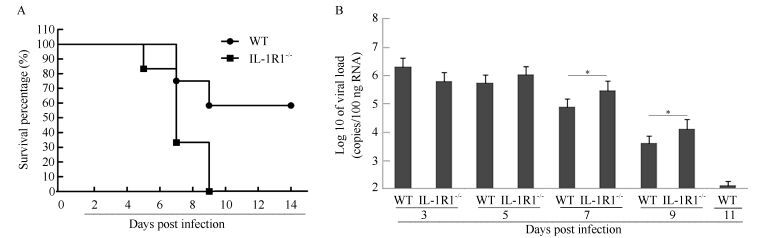 WT and IL-1R1<sup>-/-</sup> mice were infected intranasally with a fatal dose of the H1N1 A/PR/8 virus (2 000 CCID<sub>50</sub>). A: A Kaplan-Meier survival curve of infected mice (<italic>n</italic>=12) is shown; B: Lungs were harvested from the infected mice at the indicated dpi, and homogenates were prepared for viral loads. Viral loads were determined based on the number of influenza M gene RNA copies detected by RT-PCR. Error bars represent the standard deviation of triplicate samples, *: <italic>P</italic> < 0.05 based on Student's <italic>t</italic>-test.