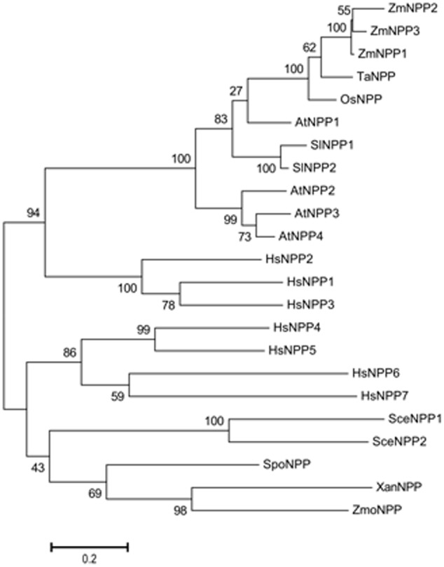 FIGURE 2