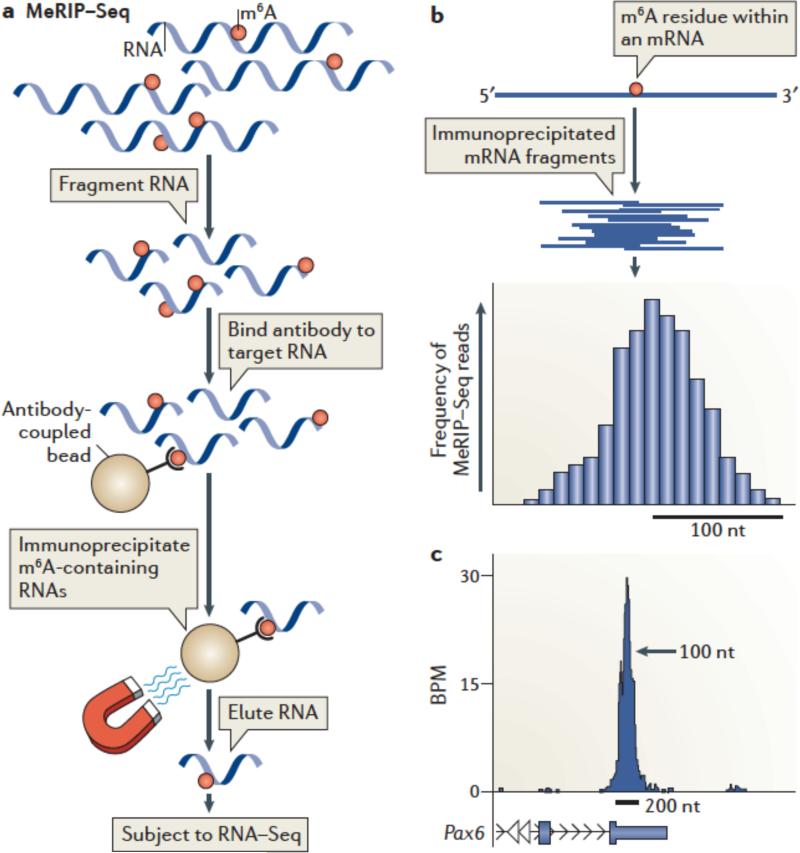 Box 4: MeRIP-Seq profiling of m6A across the transcriptome